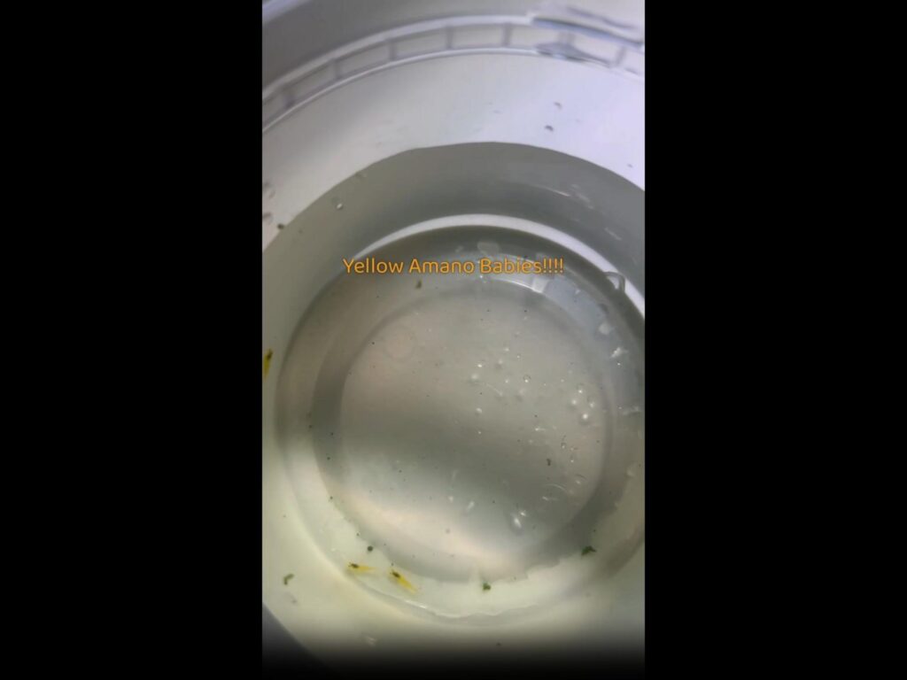 水中で泳ぐ黄色いヤマトヌマエビの稚エビ