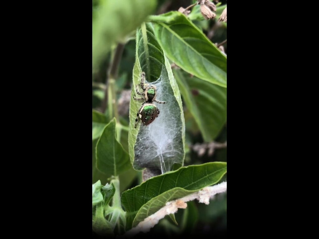 葉の上の巣に留まる緑色のハエトリグモ