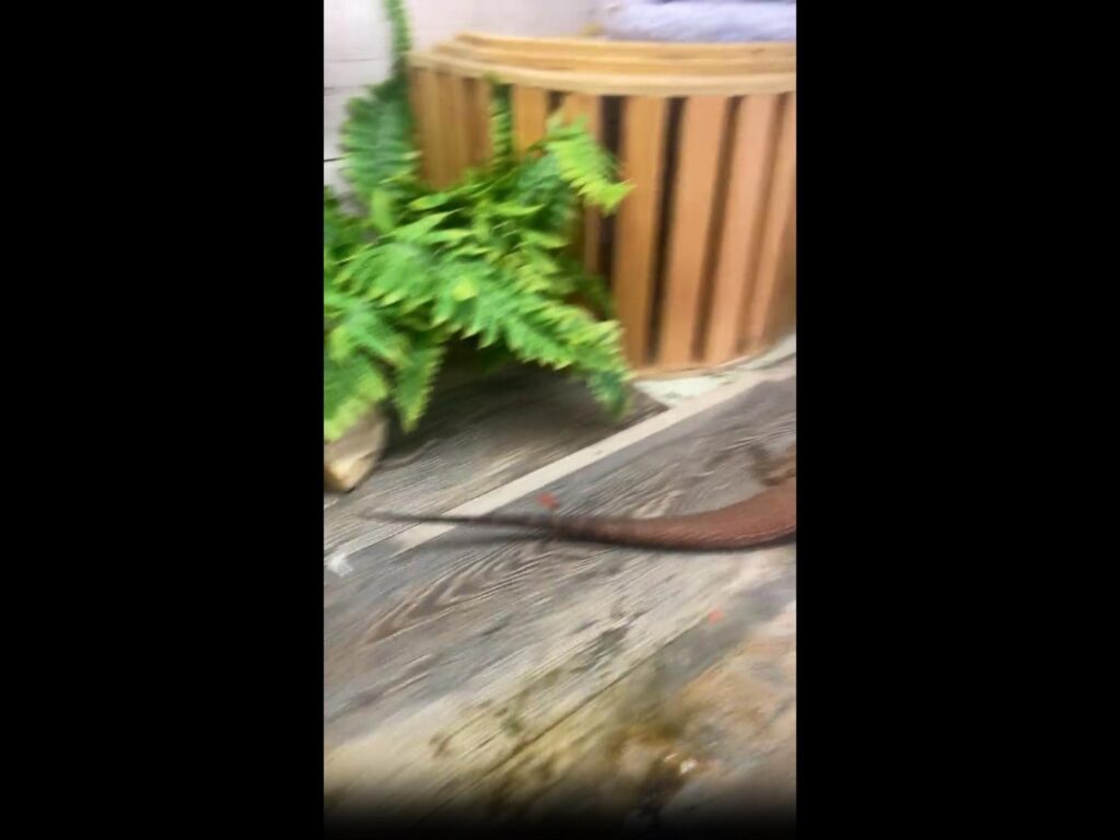 赤茶色のトカゲが床を這っている