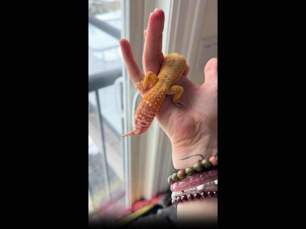 手に乗るオレンジのヒョウモントカゲモドキ