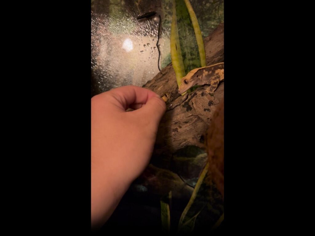 薄橙色のヤモリが手から餌を食べている