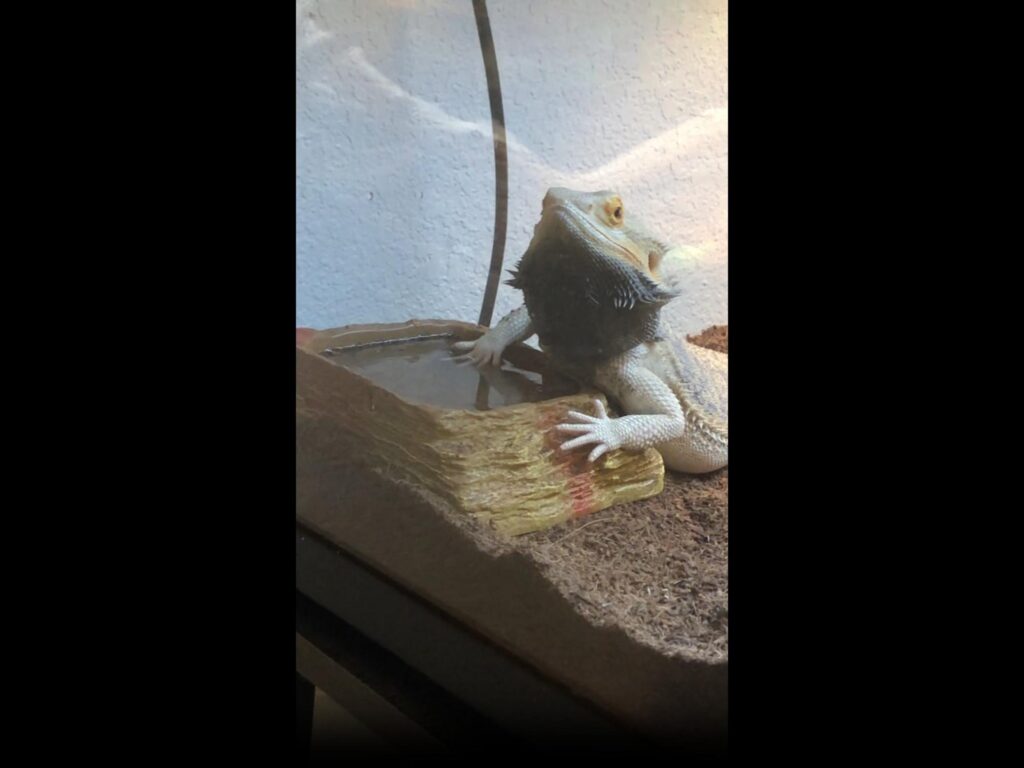 喉を黒くし上を向くフトアゴヒゲトカゲ