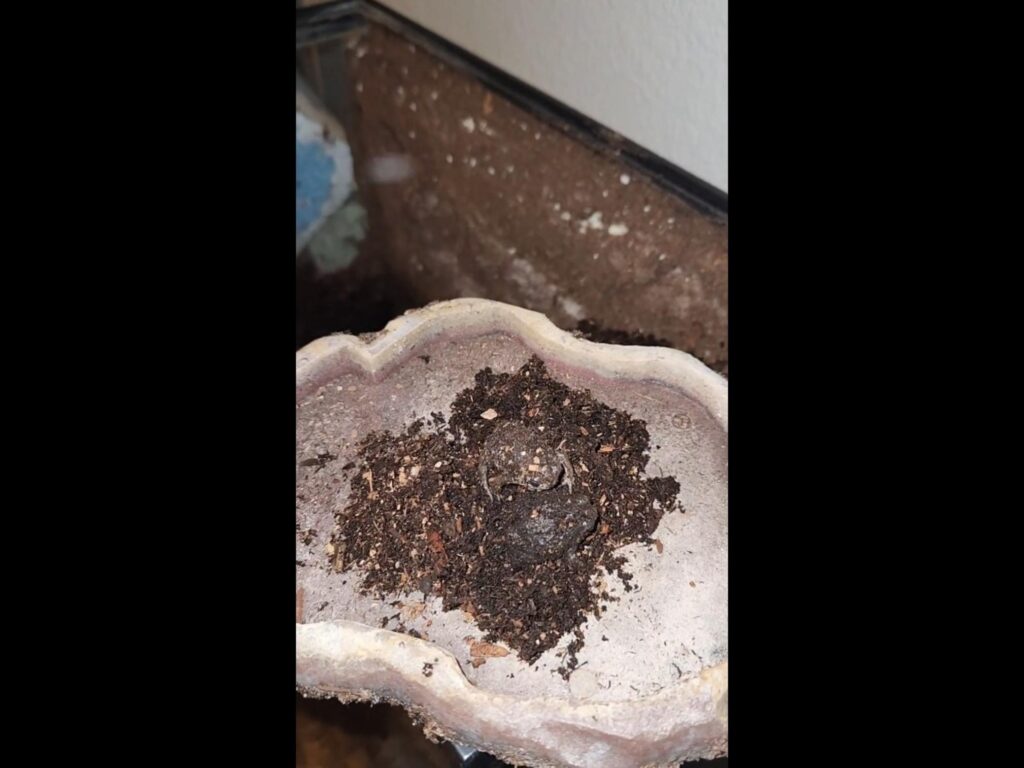 土の上で休む茶色のカエル