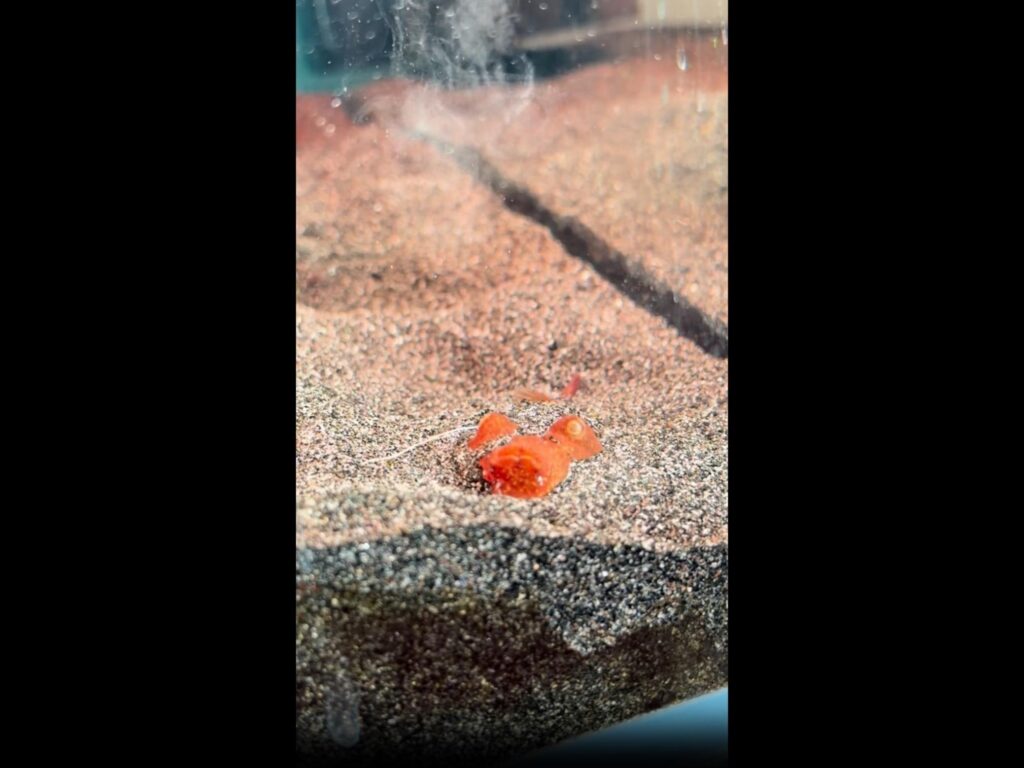 砂の上でじっとしている赤いタコ