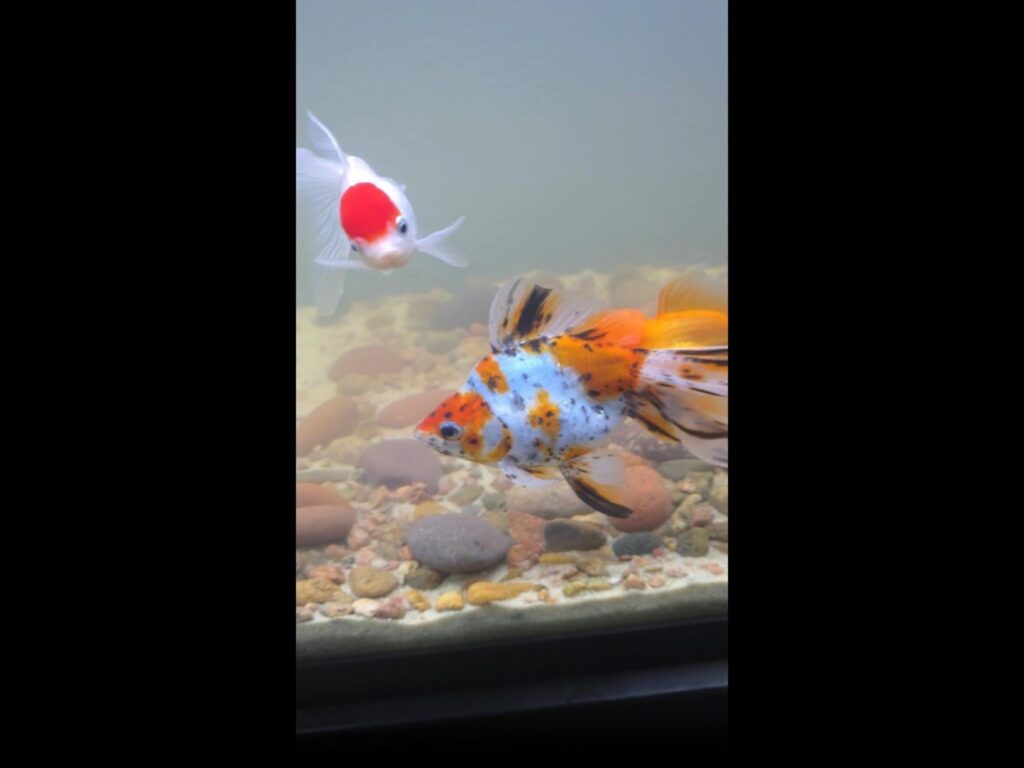 赤白黒と紅白の二匹の金魚が水槽内を泳ぐ