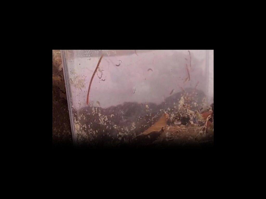 赤褐色のミミズと白い小虫が容器内を動く