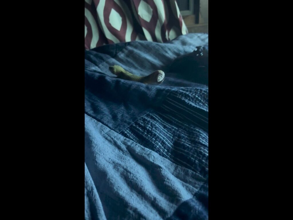 上を見上げる黄色のレオパードゲッコー