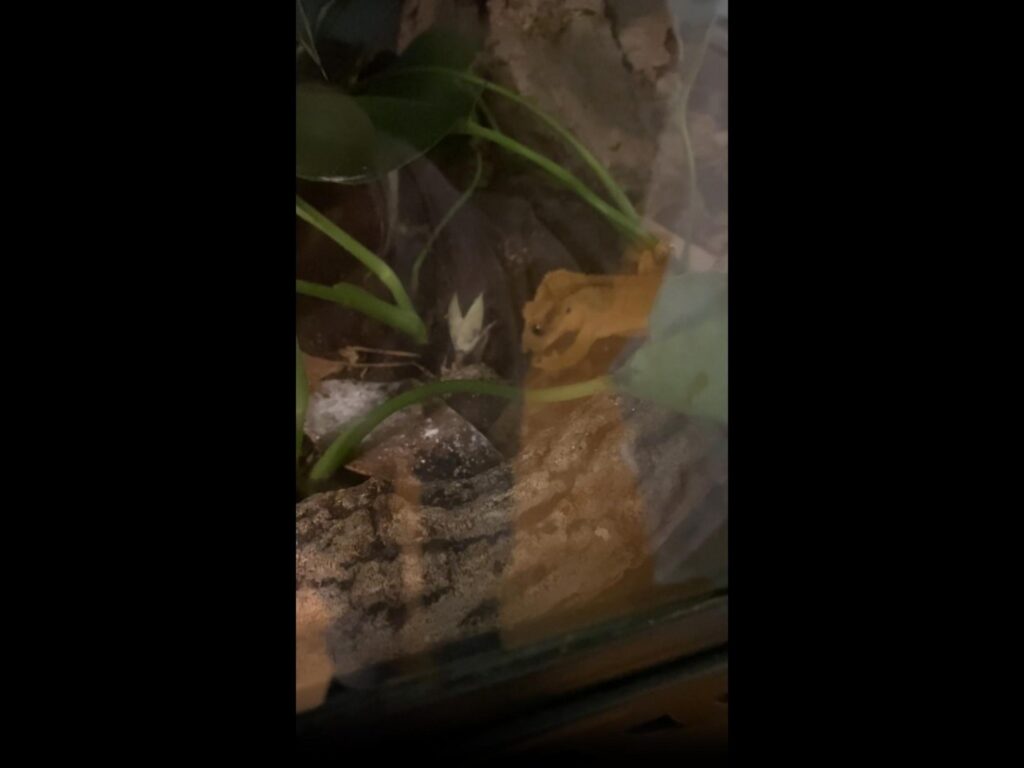 オレンジ色のカエルが休んでいる