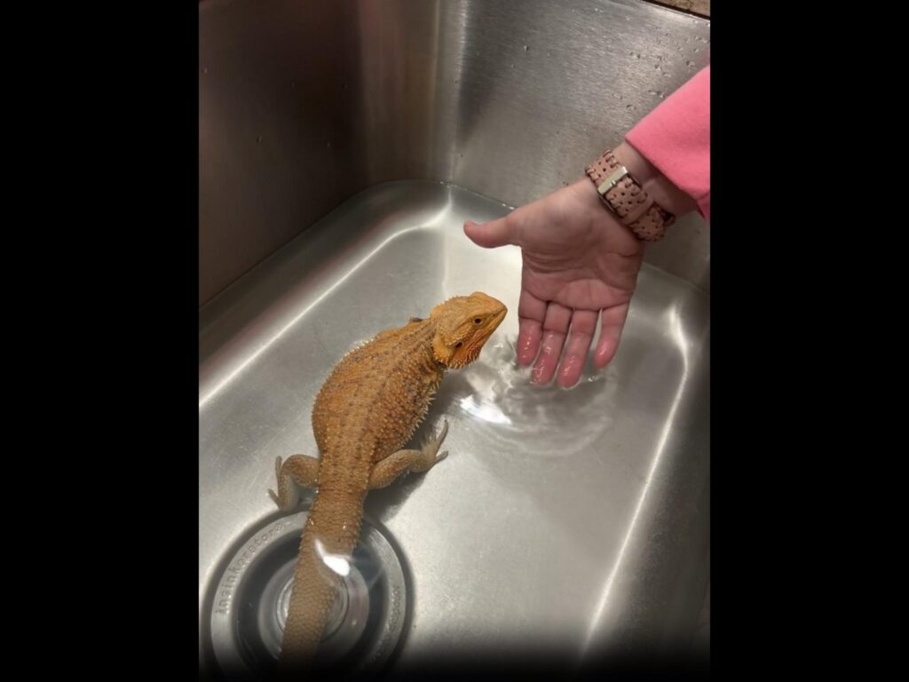 水浴び中のオレンジ色フトアゴヒゲトカゲ