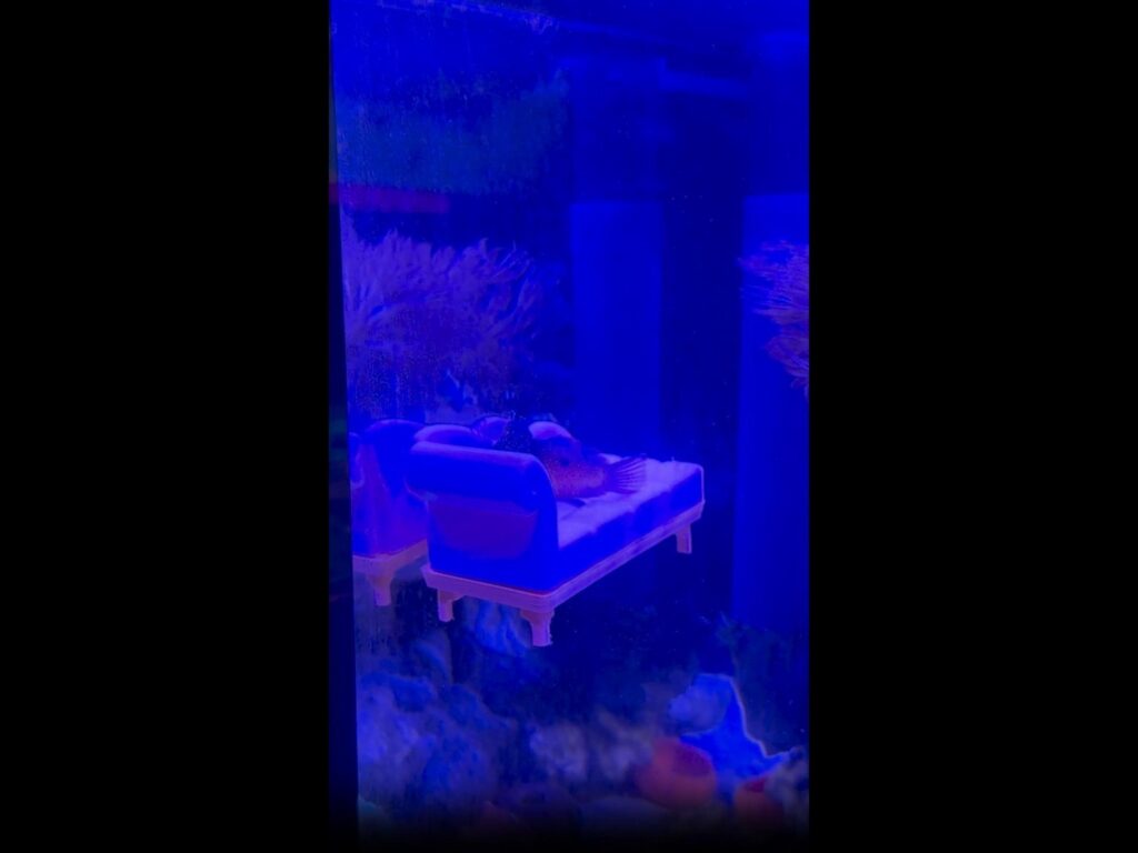 ベッドで休む斑点模様の赤い魚