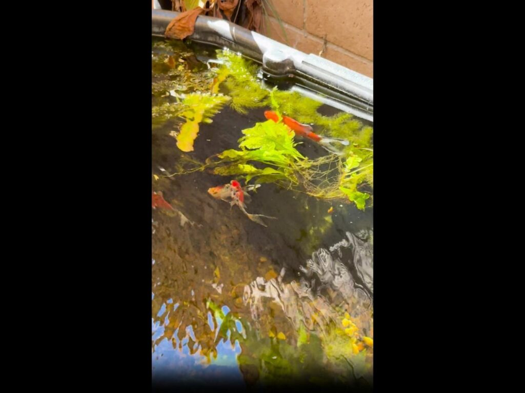 赤や白の金魚が水草の間を泳いでいる