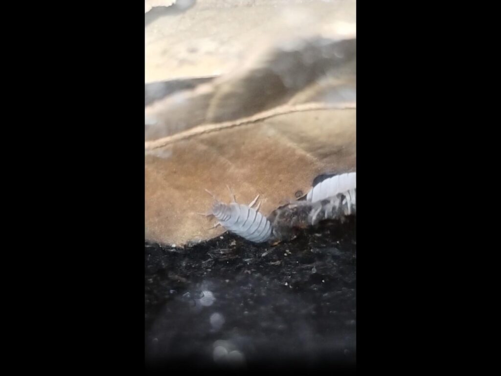 白いワラジムシが葉の上を歩いている