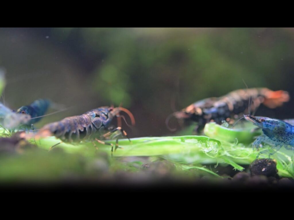 青や黒色のエビが野菜を食べている