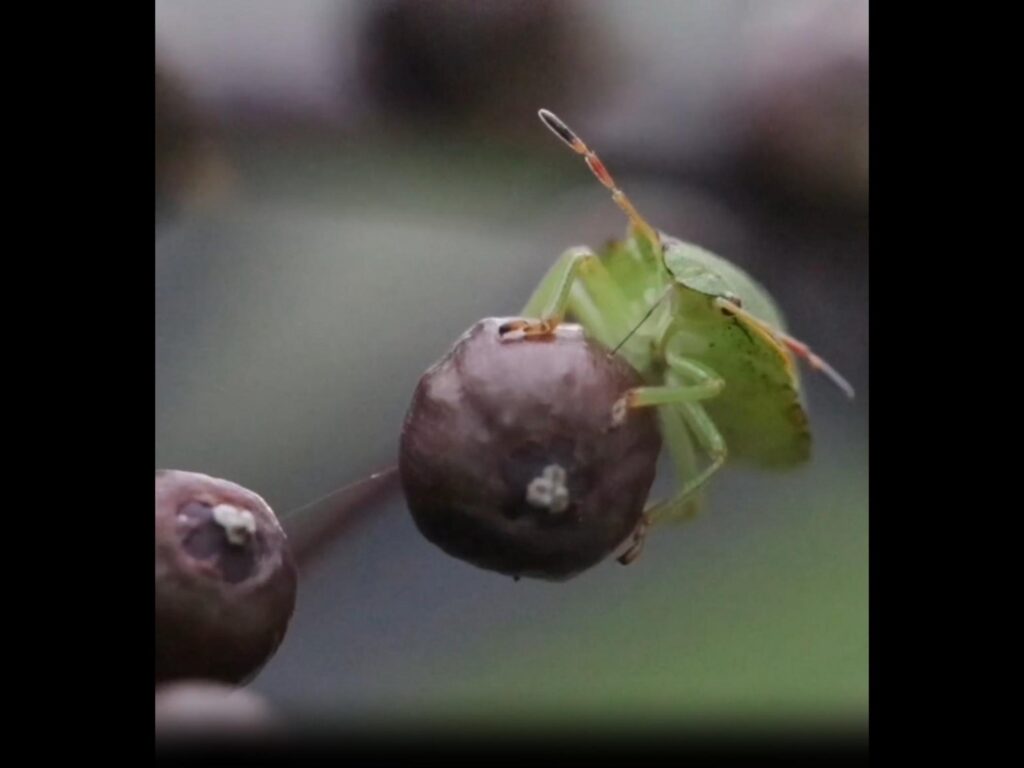 実にとまっている緑色のカメムシ