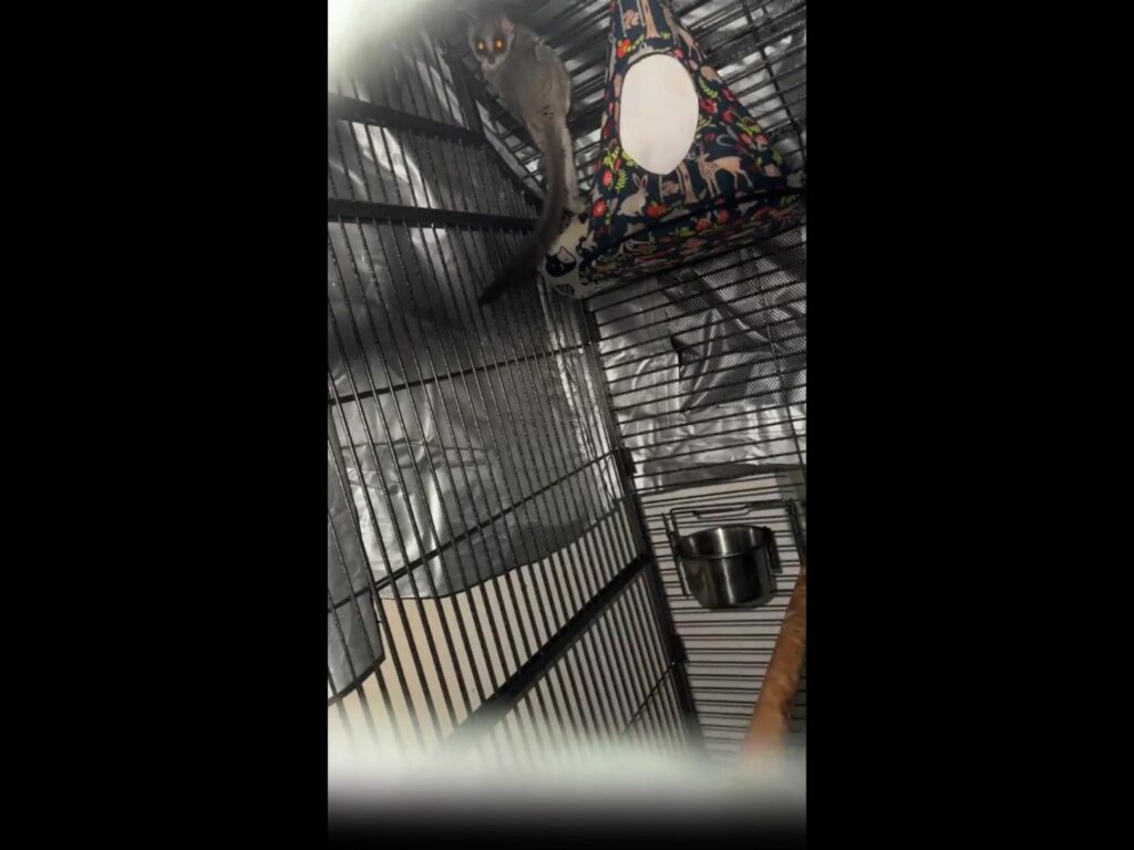 ケージに掴まる灰色のガラゴ