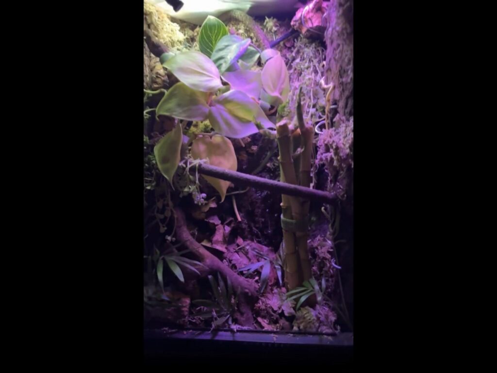 紫色の照明に照らされた植物のテラリウム