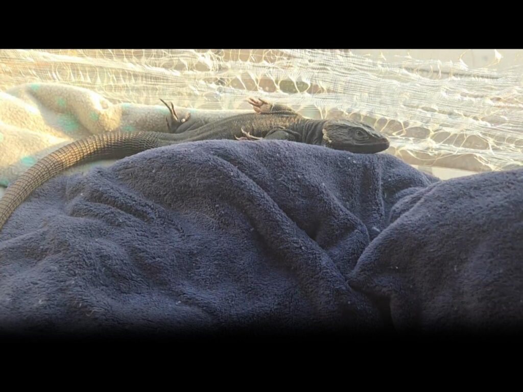 黒いトカゲがタオルの上で横たわっている