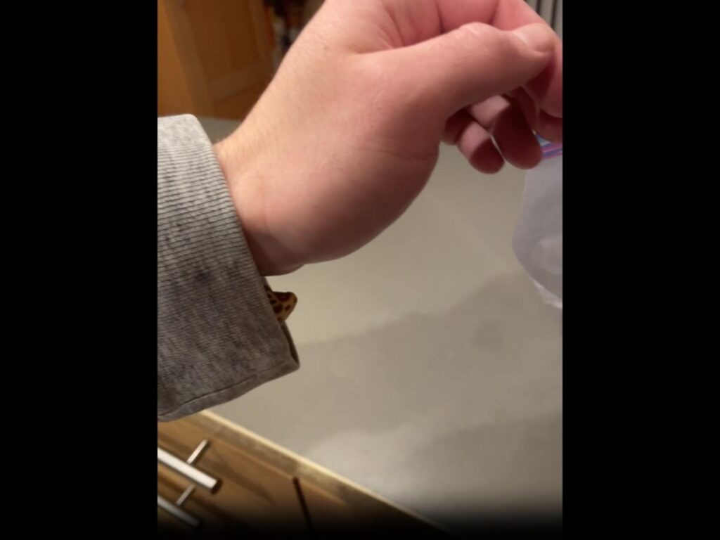 袖から顔を出す斑点模様の黄色いトカゲ