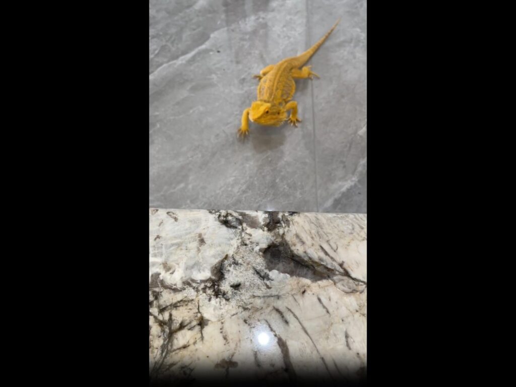 黄色いフトアゴヒゲトカゲが床を歩く