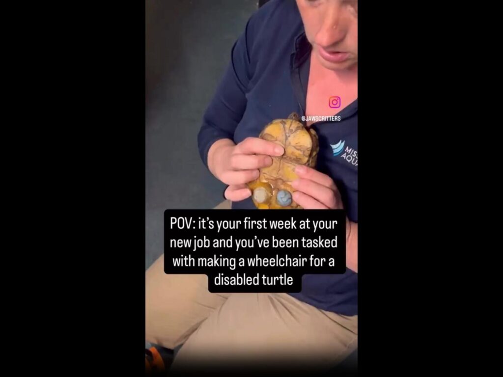 人に持たれ車椅子を付けられる黄色いカメ