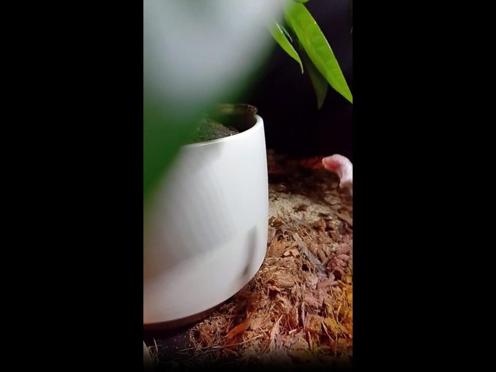 鉢の蛇がピンク色の幼鼠を見つめる