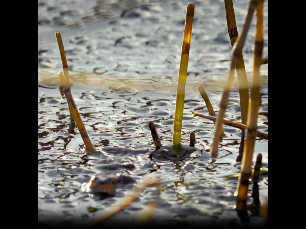 水面から顔を出す茶色のカエル