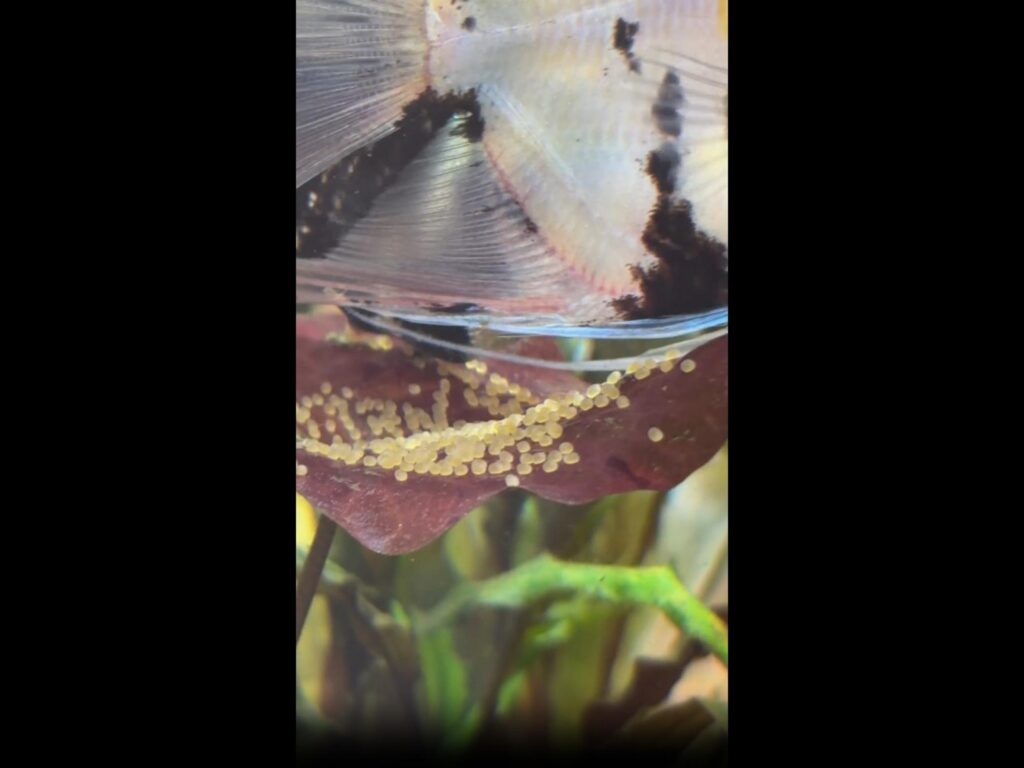 卵の上を泳ぐ白黒模様のエンゼルフィッシュ