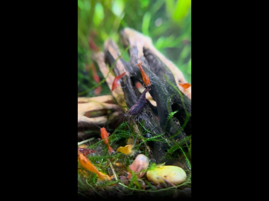 色とりどりのエビが流木を歩き回っている