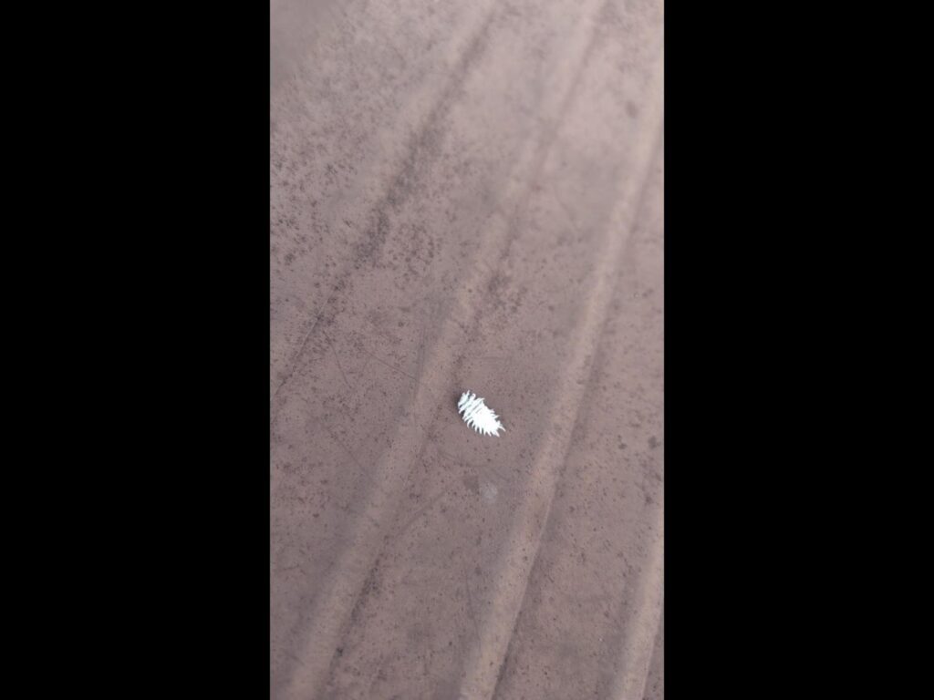 茶色の面を這う白いカイガラムシのような虫