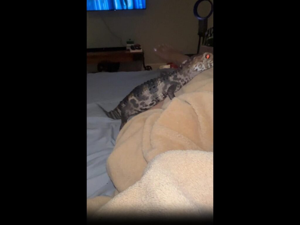斑点模様の灰色のワニが布団を登っている