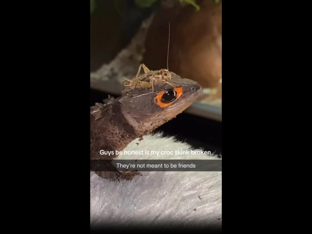 黒いトカゲの頭に茶色いコオロギが乗る