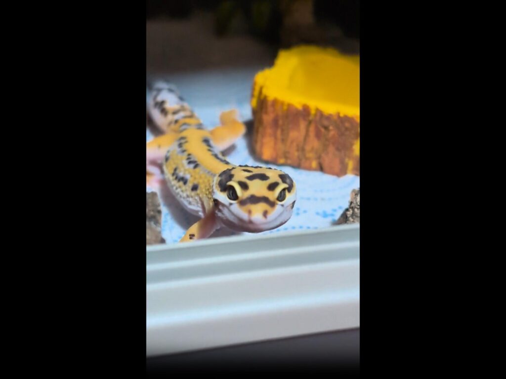 正面を向く黄色いヒョウモントカゲモドキ