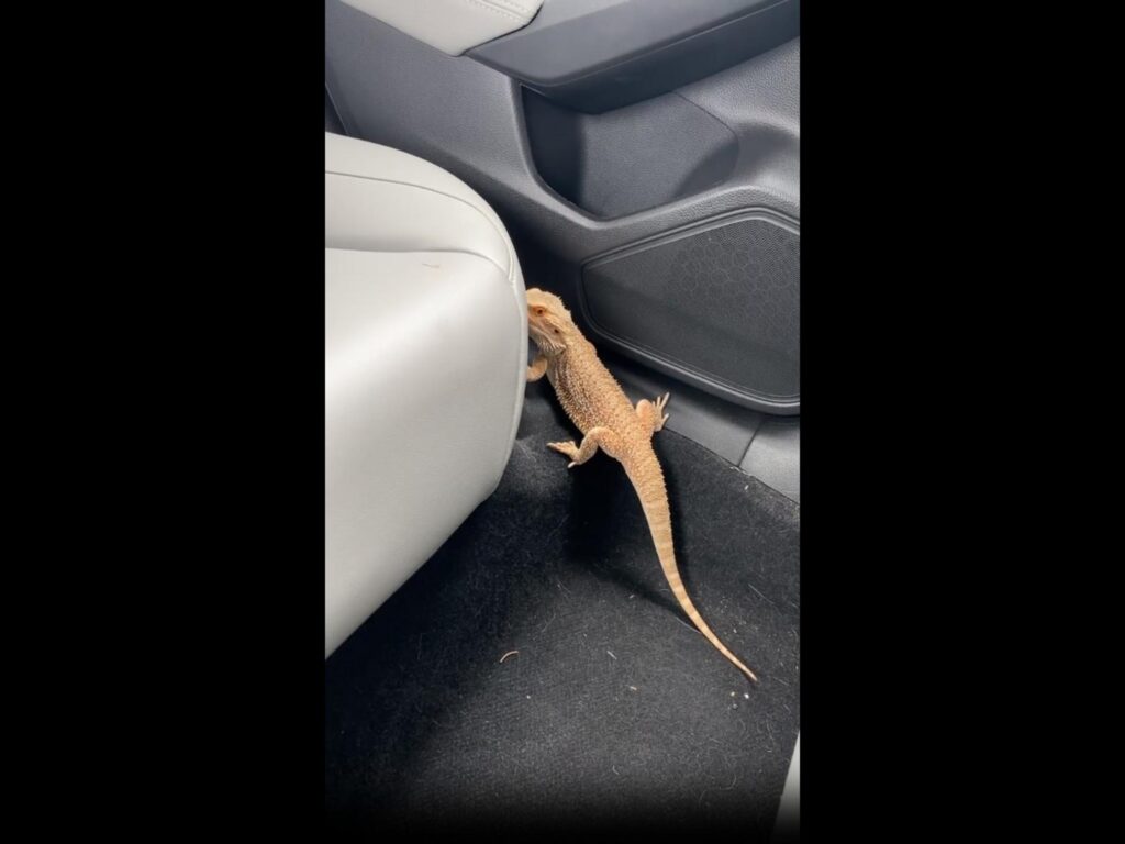 車内を這う薄茶色のフトアゴヒゲトカゲ