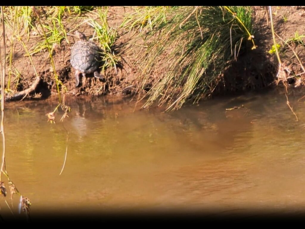 岸辺で日向ぼっこをする黒いカメ