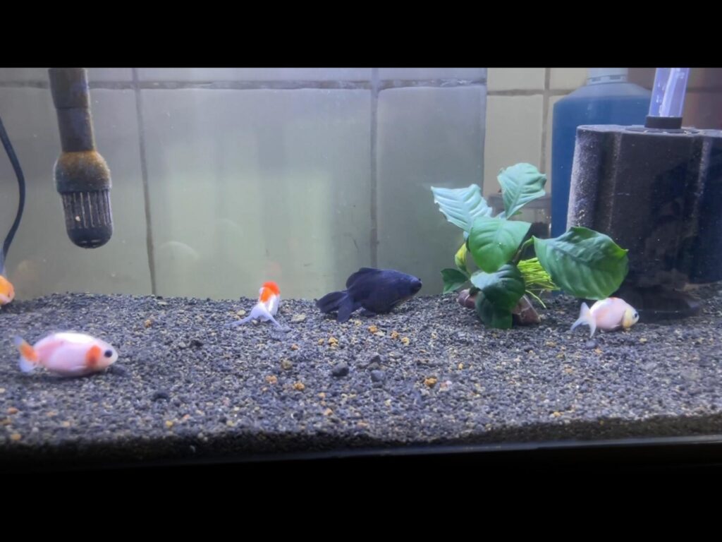 水槽内を泳ぐ白や黒の金魚
