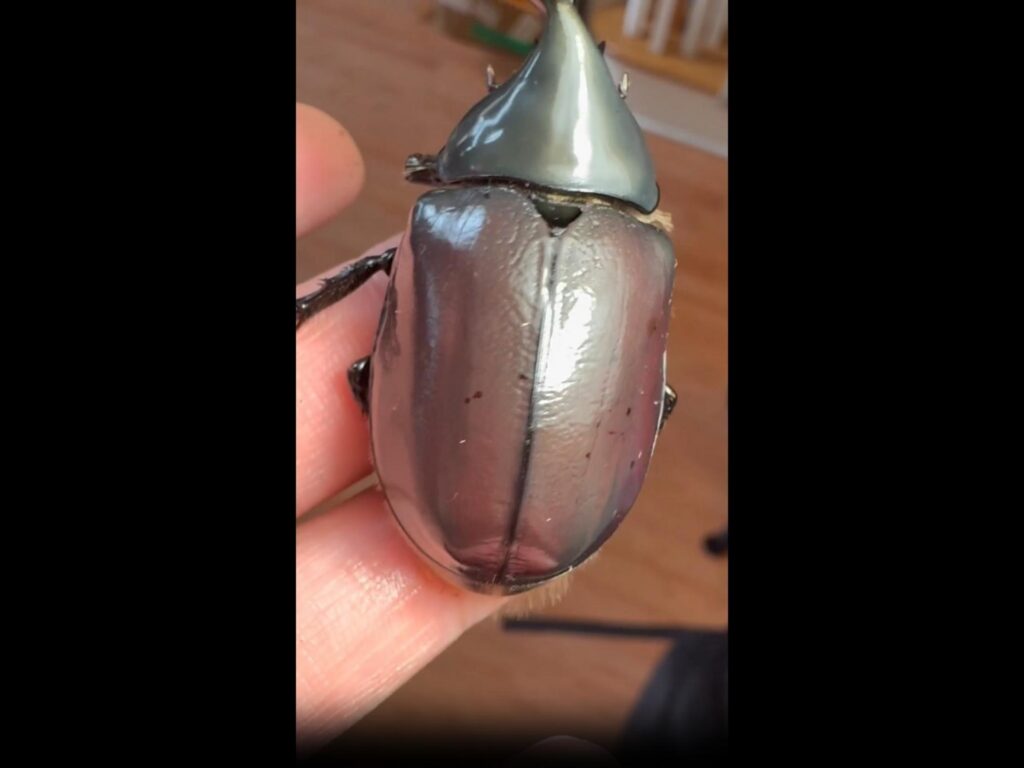 指に乗る銀色のカブトムシ