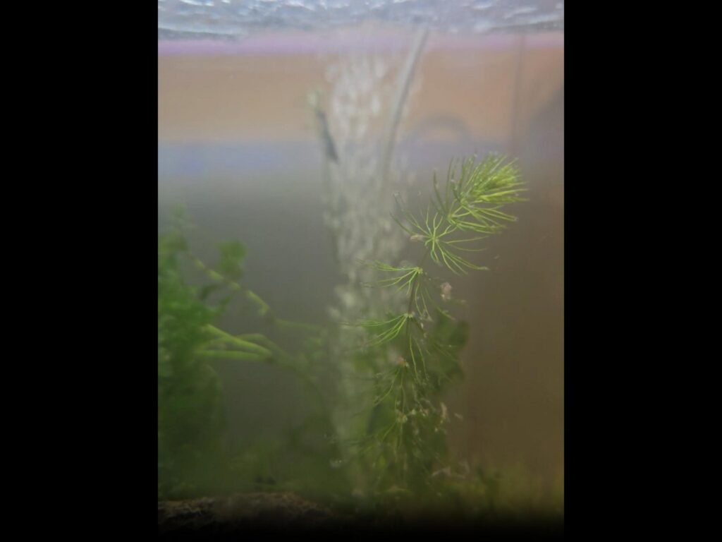 水槽内の緑の水草と立ち上る気泡