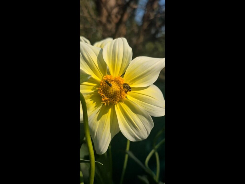 白い花で蜜を吸う二匹の蜂