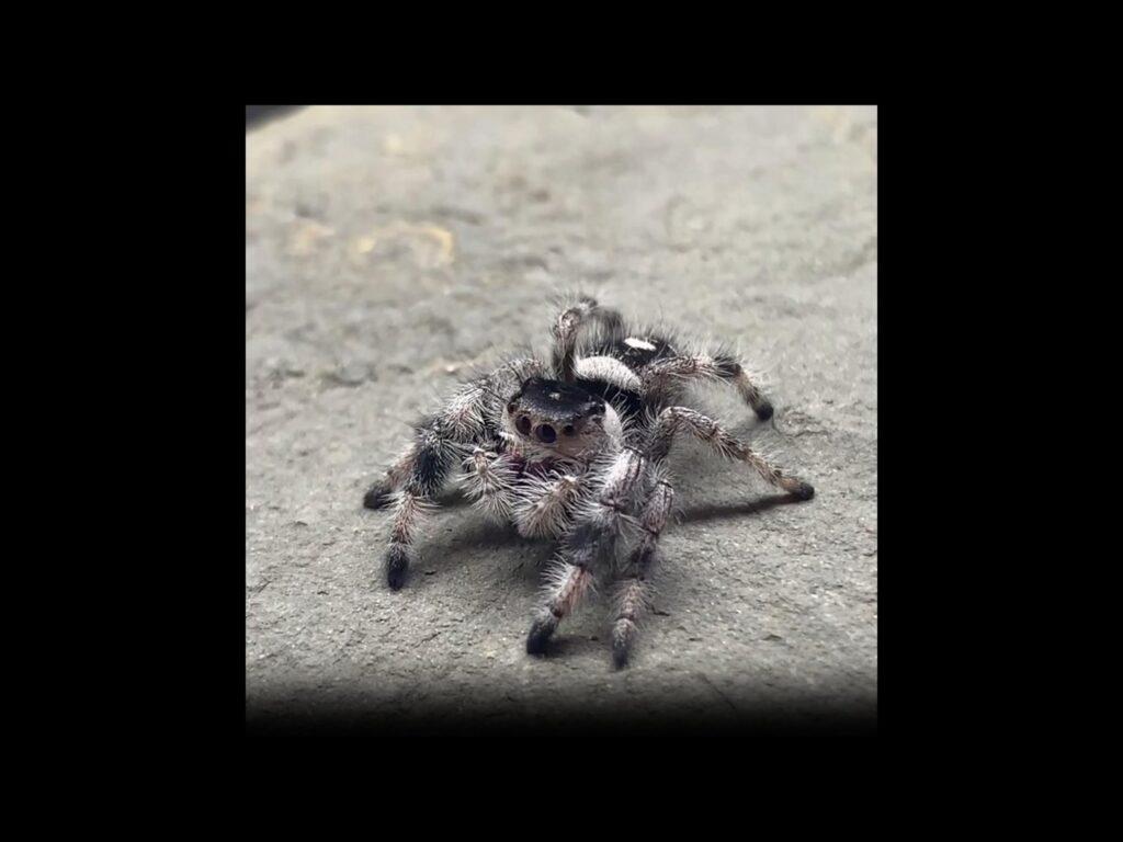 白黒のハエトリグモが地面に佇んでいる