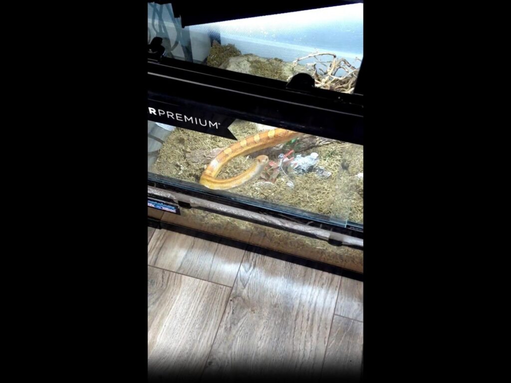 ケース内を移動するオレンジ色のヘビ