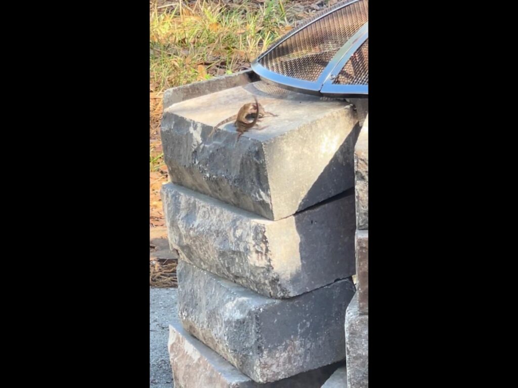 石の上で休んでいる茶色のトカゲ