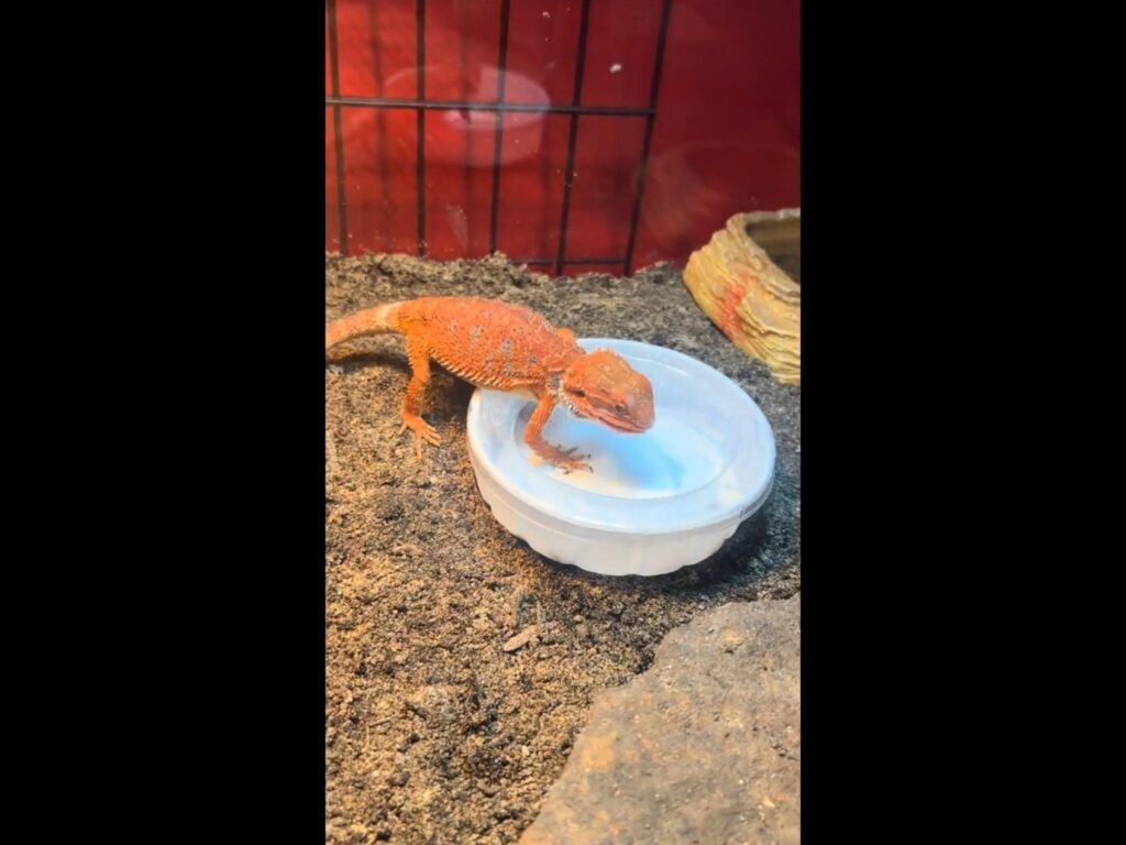 オレンジ色のフトアゴヒゲトカゲが水を飲む