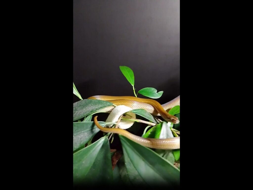 茶色のヘビが葉の上を這っている