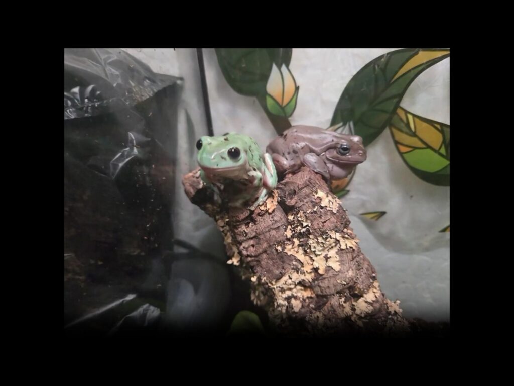 木の上でじっとしている緑と茶色のカエル