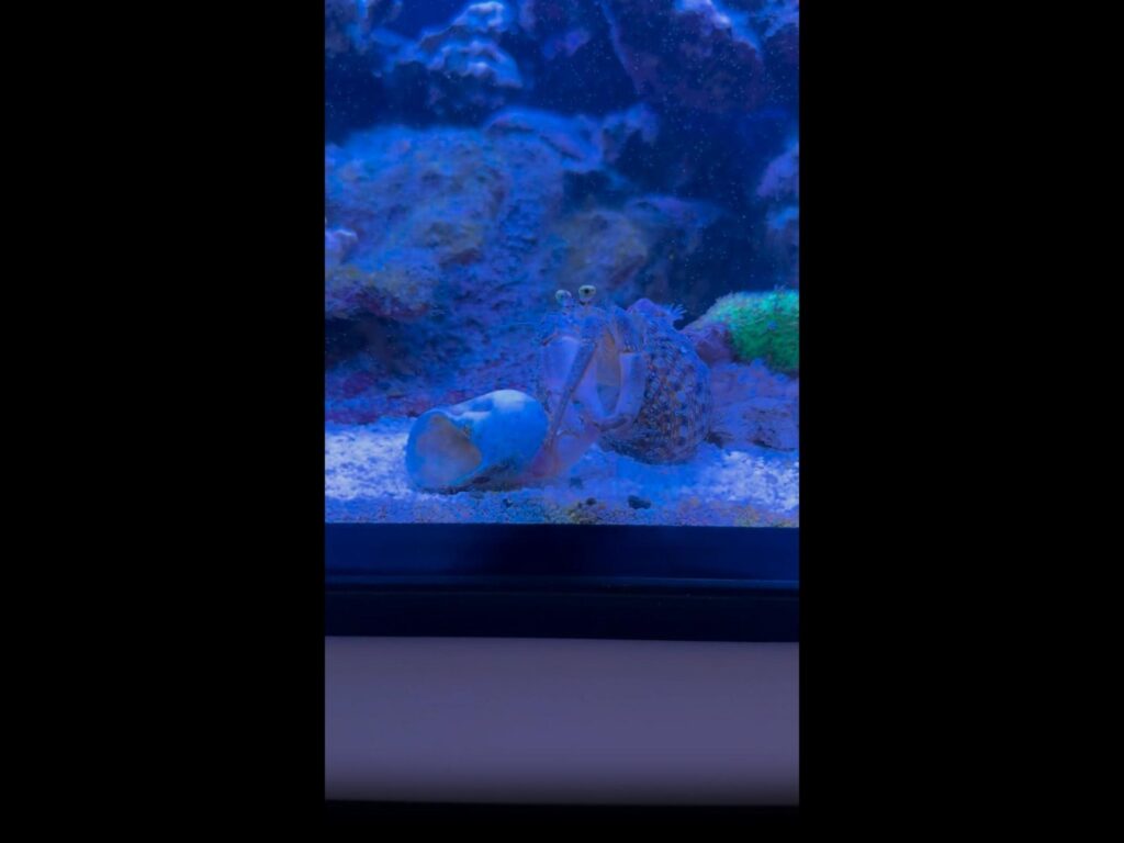 青白いヤドカリが貝殻を調べている