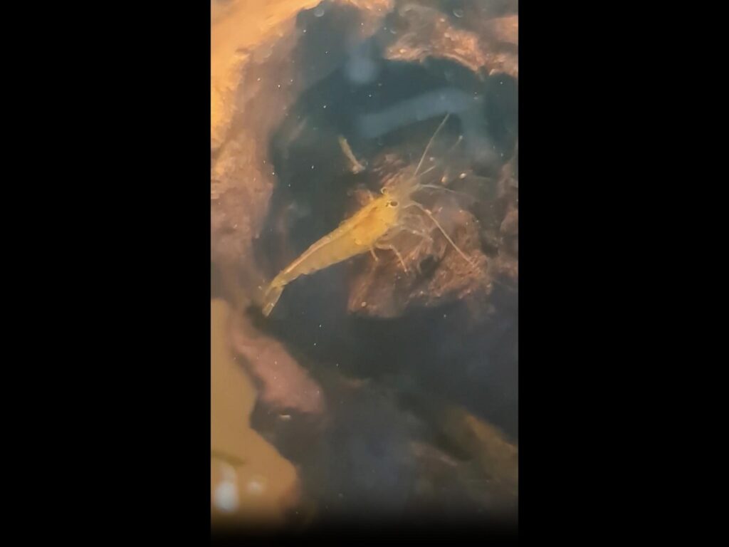 流木に掴まっている黄色いエビ