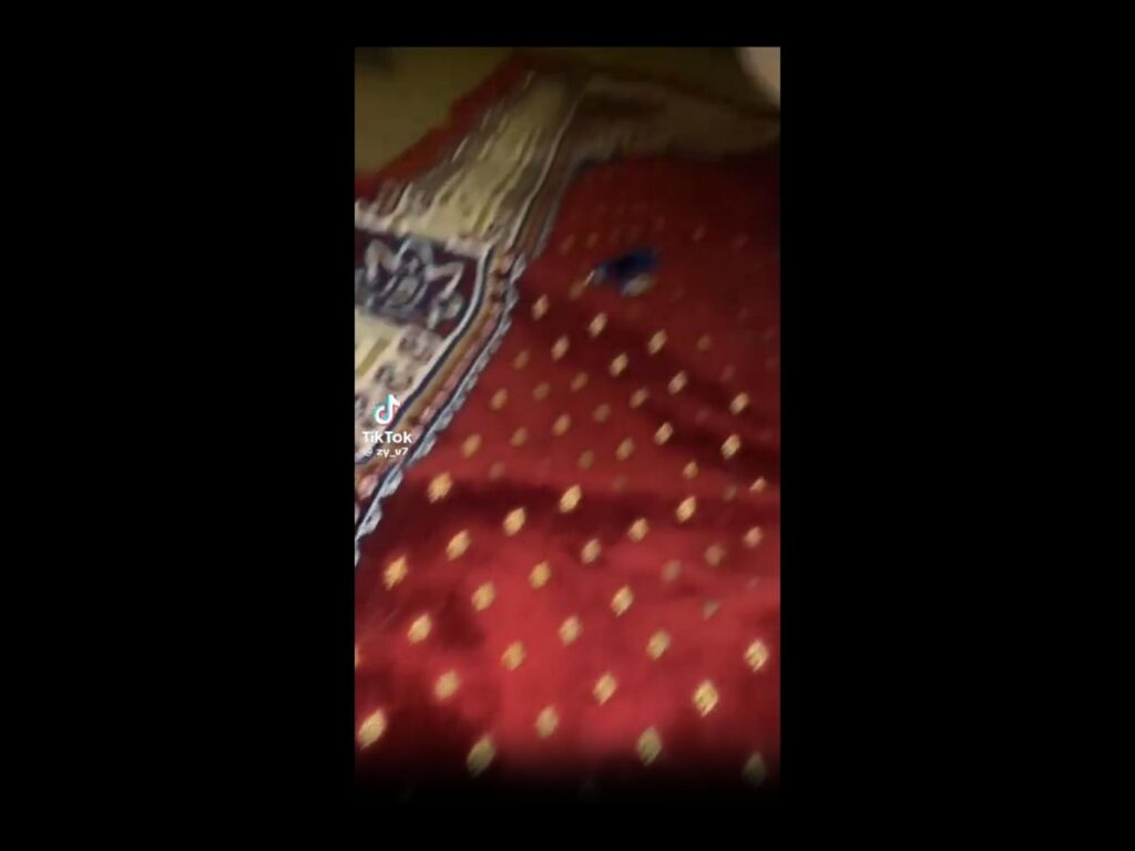 赤い絨毯の上を動く青い小鳥