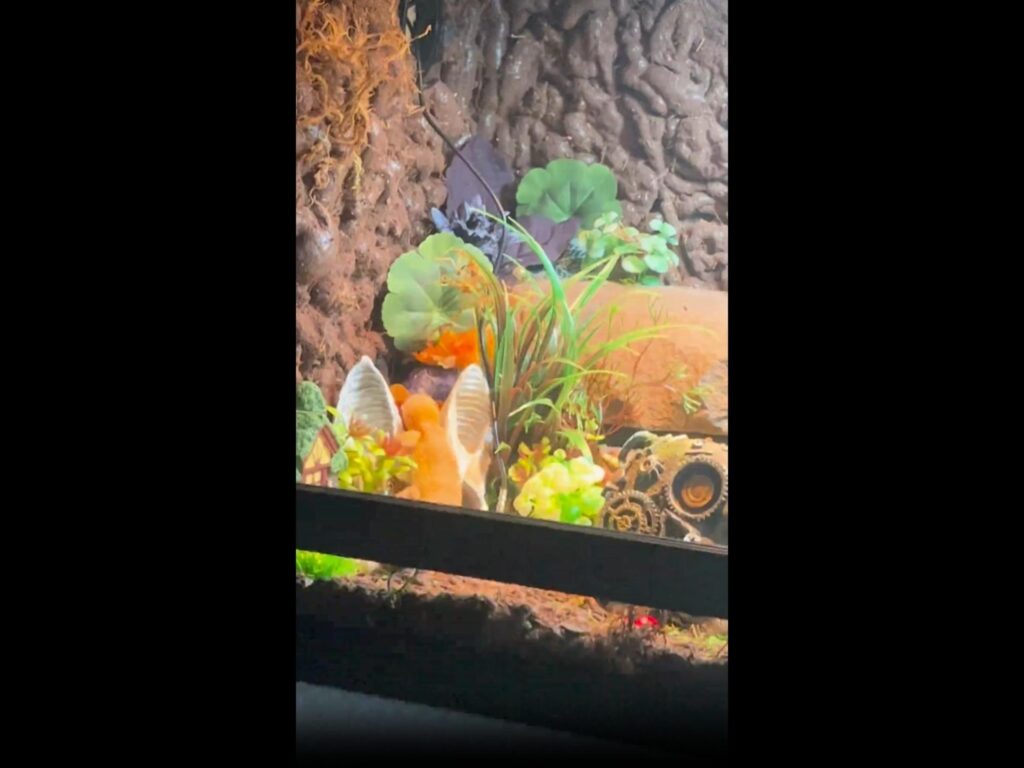 草陰で佇むオレンジ色のヤモリ