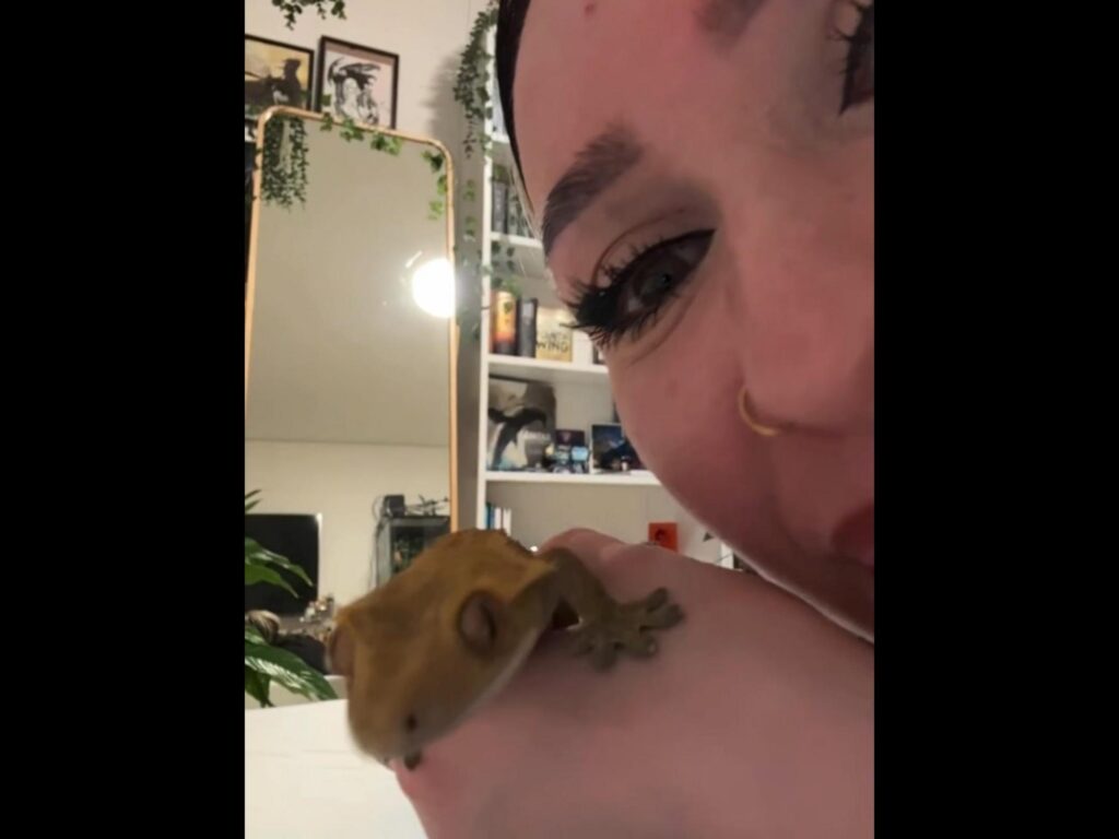 手に乗る茶色のクレステッドゲッコー