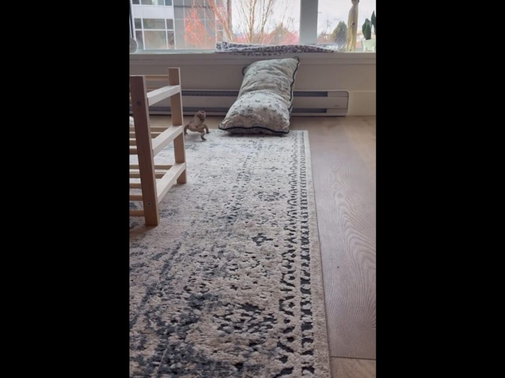 絨毯の上を歩く茶色のトカゲ